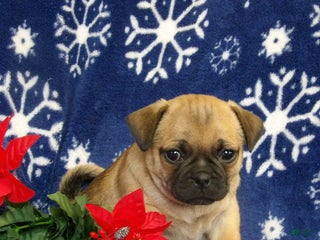 Jug dogs Mya - Ad 11