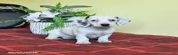 Miniature Dachshund dogs for sale: Kathleen - Ad 3