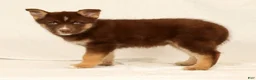 Gerberian Shepsky dogs for sale: Lindy - Ad 2