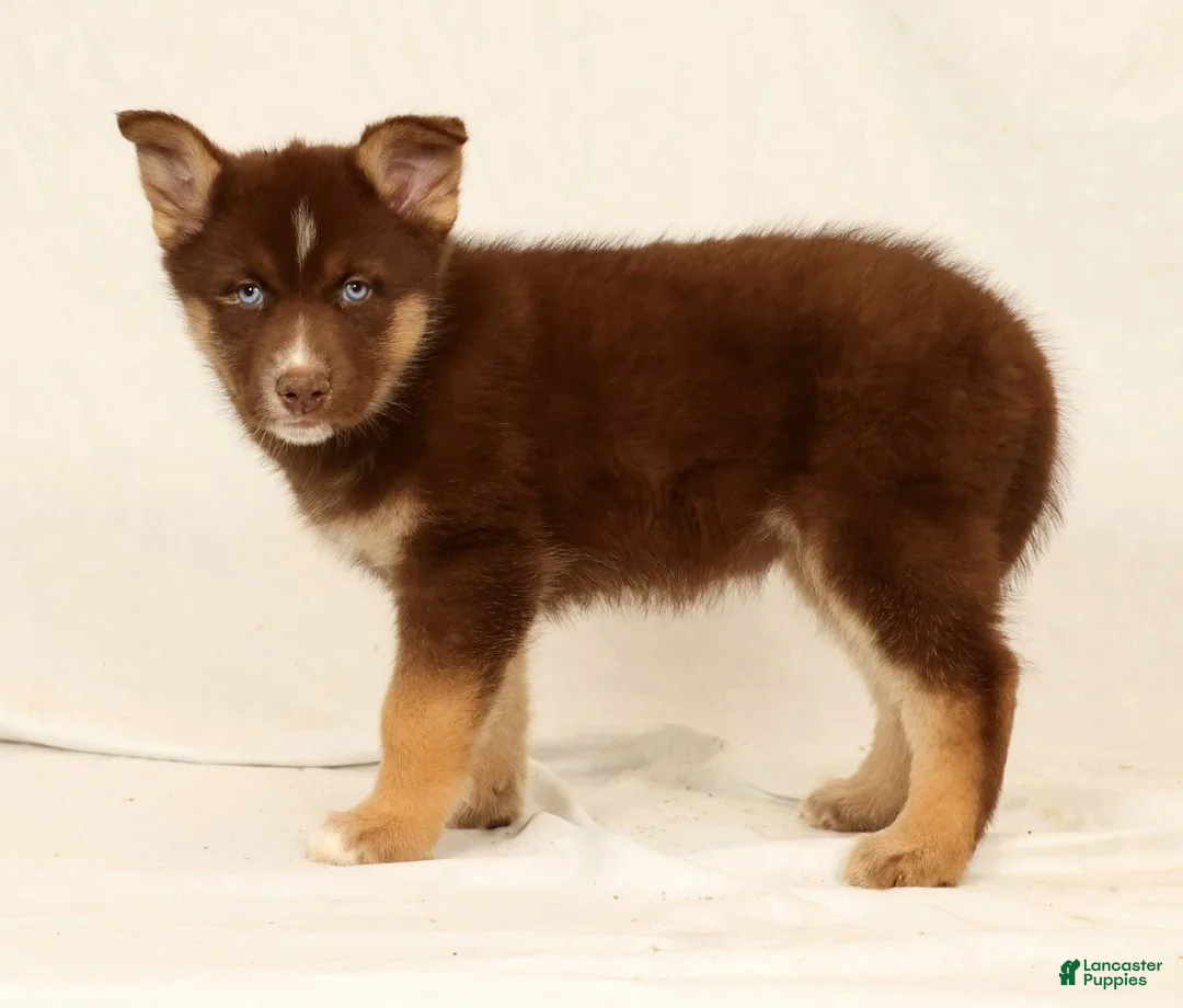 Gerberian Shepsky dogs for sale: Lindy - Ad 2