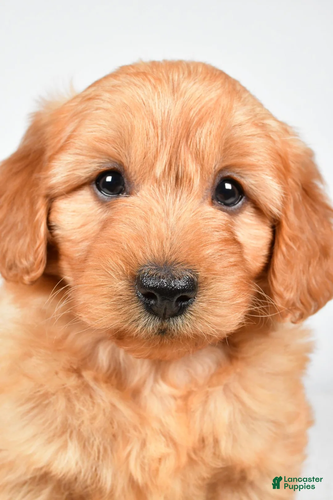 Mini Goldendoodle dogs for sale: Poppy - Ad 1