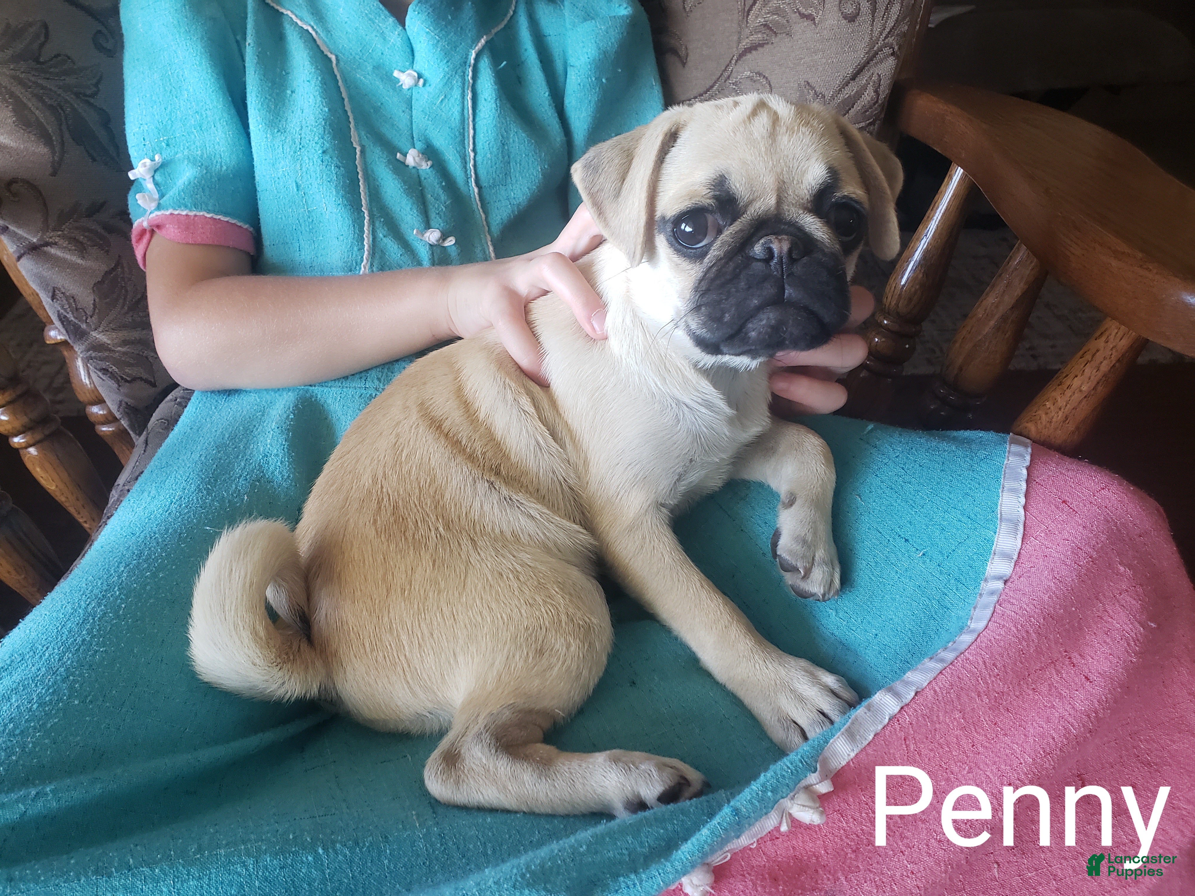 Pug dogs Penny - Ad 1