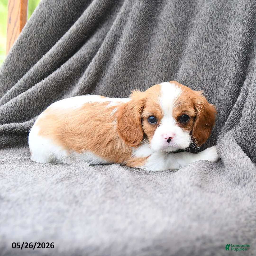 Cavalier King Charles Spaniel dogs for sale: Rooty - Ad 2