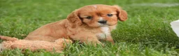 Cavalier King Charles Spaniel dogs for sale: Lola Cavalier King Charles Spaniel  - Ad 6