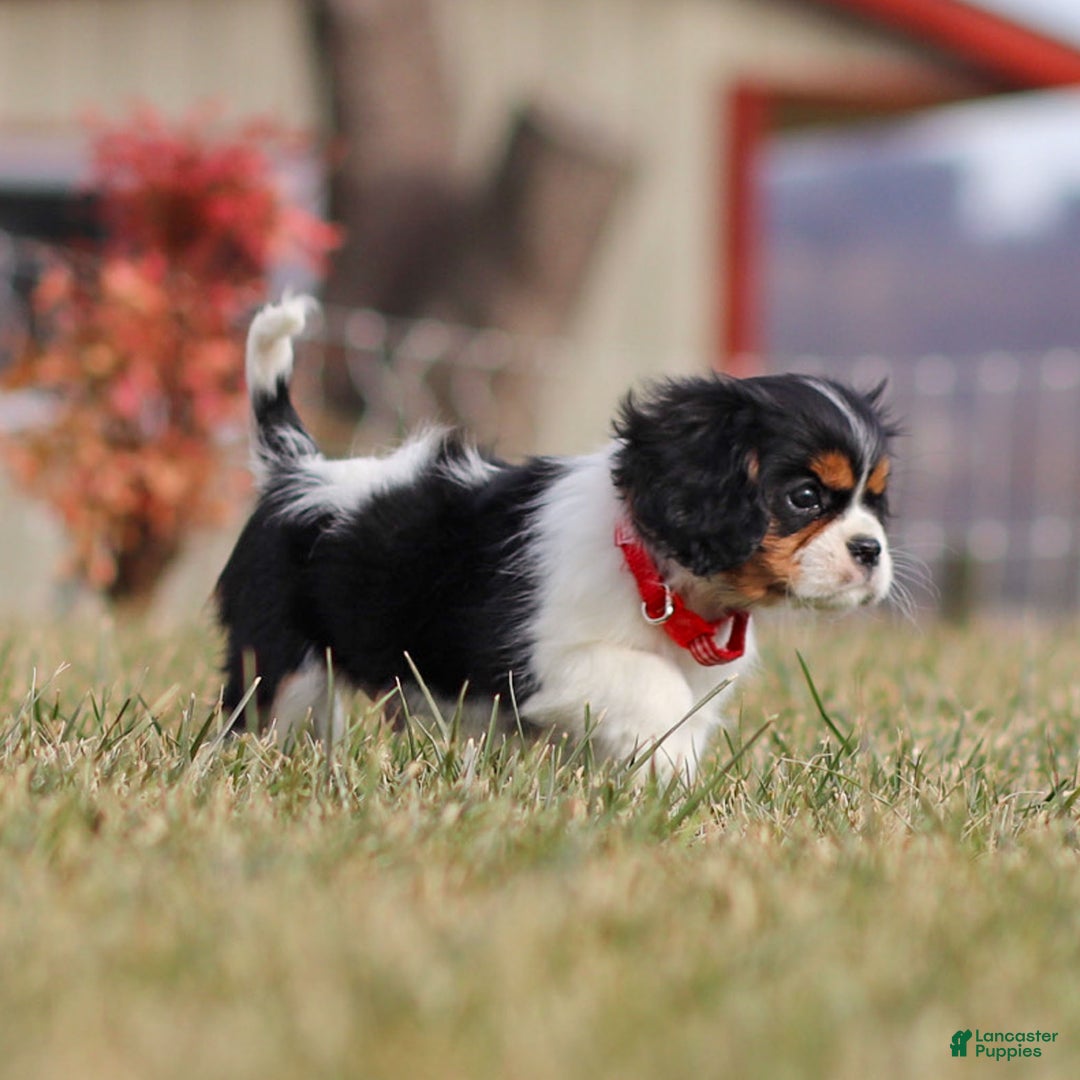 Cavalier King Charles Spaniel dogs for sale: Cassian - Ad 10
