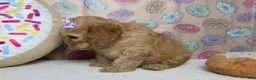 Cockapoo dogs for sale: Katie - Ad 4