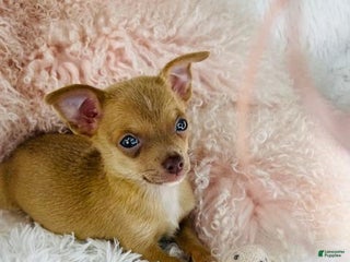Chihuahua dogs Chihuahua Puppy 1 - Ad 10
