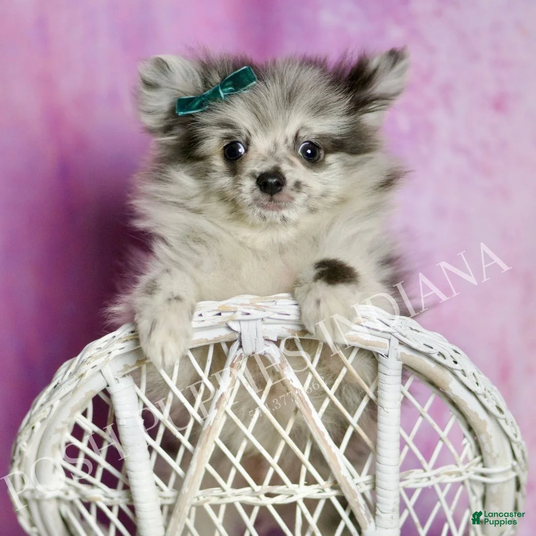 Pomeranian dogs for sale: Skyler  - Ad 2