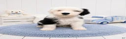 Sheepadoodle dogs for sale: Jax💙SheepaDoodle - Ad 5