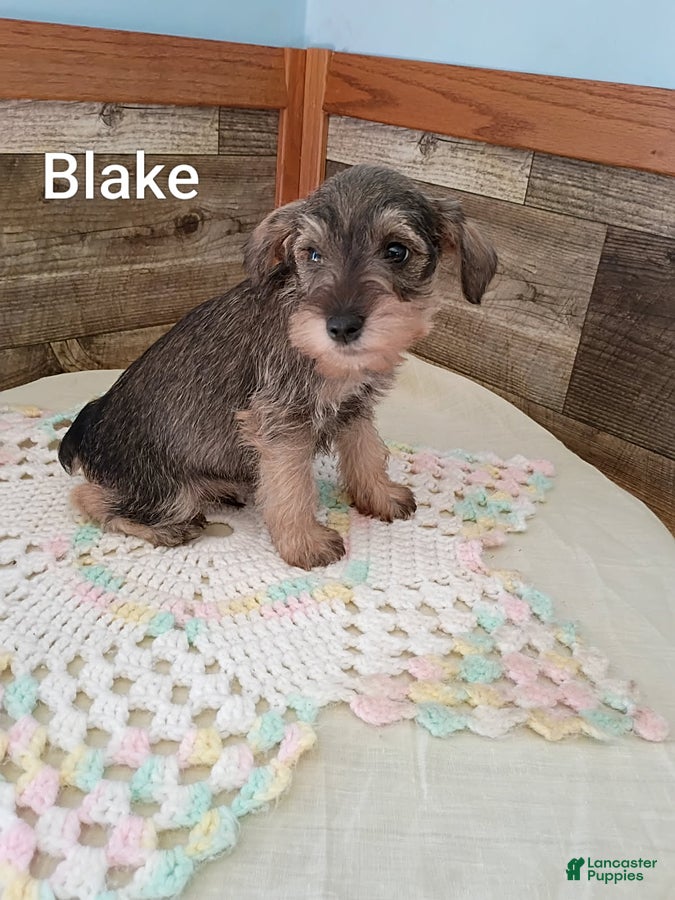Miniature Schnauzer dogs Blake - Ad 2