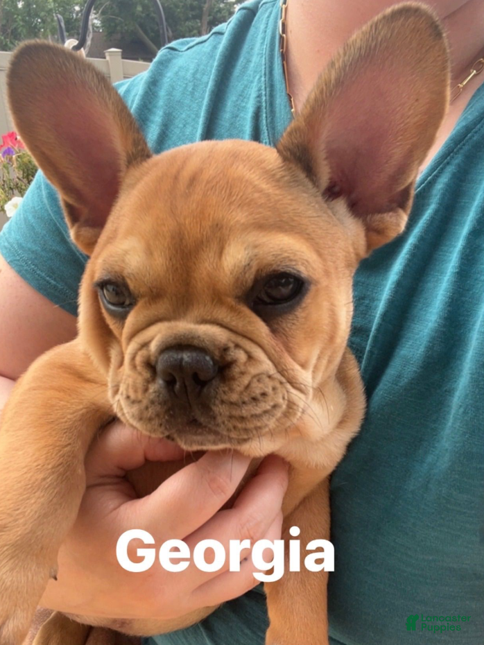 French Bulldog dogs Georgia - Ad 1
