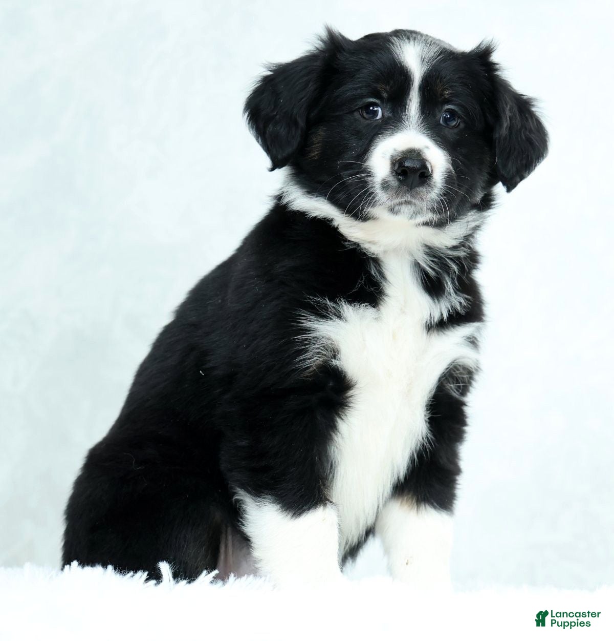 Miniature Australian Shepherd dogs Heather - Ad 2