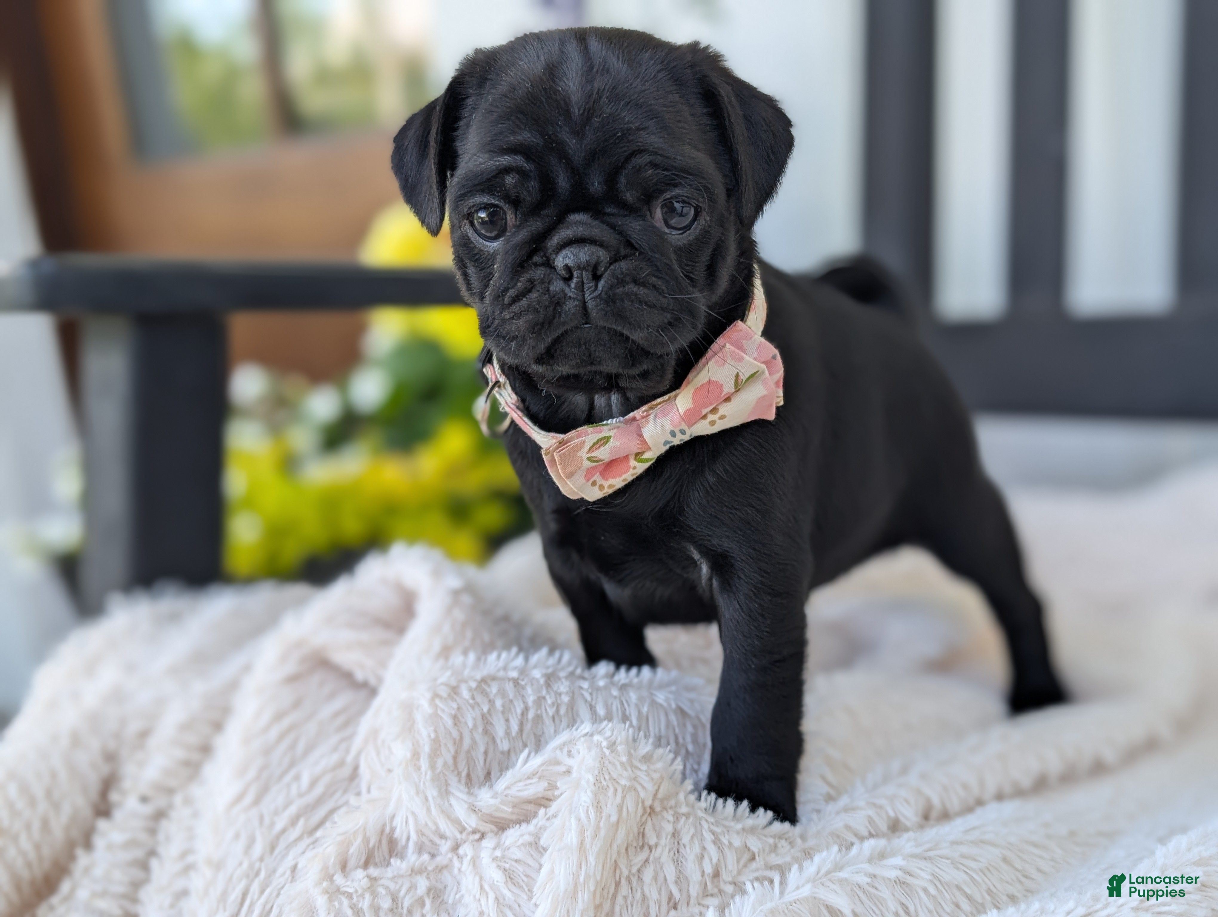 Pug dogs for sale: Tori - Ad 4