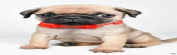 Pug dogs for sale: Axel - Ad 5