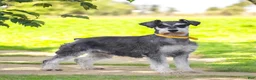 Miniature Schnauzer dogs for sale: Ashley - Mini - Ad 5