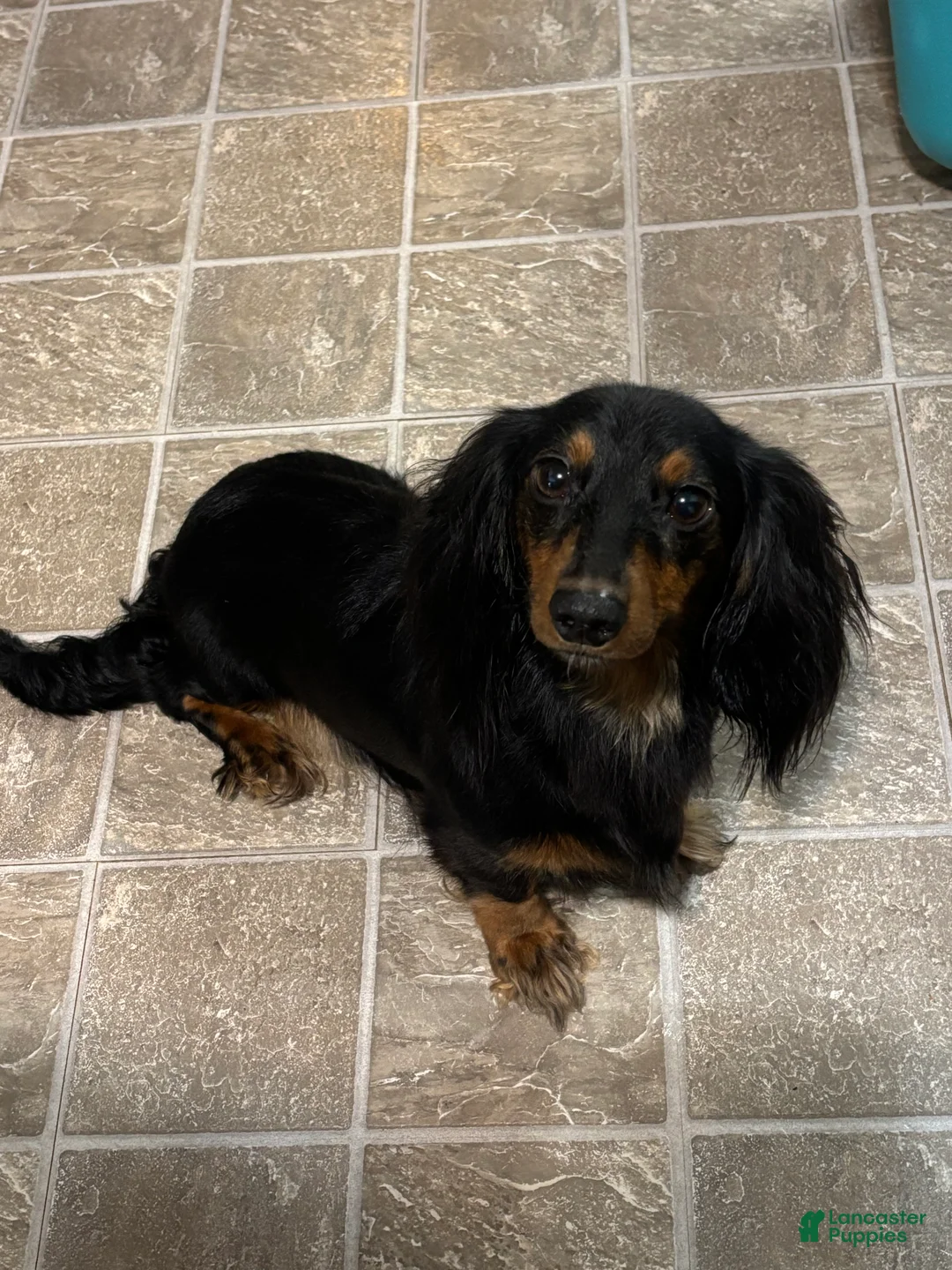 Dachshund dogs for sale: Dachshund Puppy 1 - Ad 6
