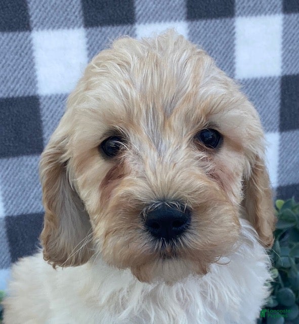 Mini Goldendoodle dogs Logan - Ad 2