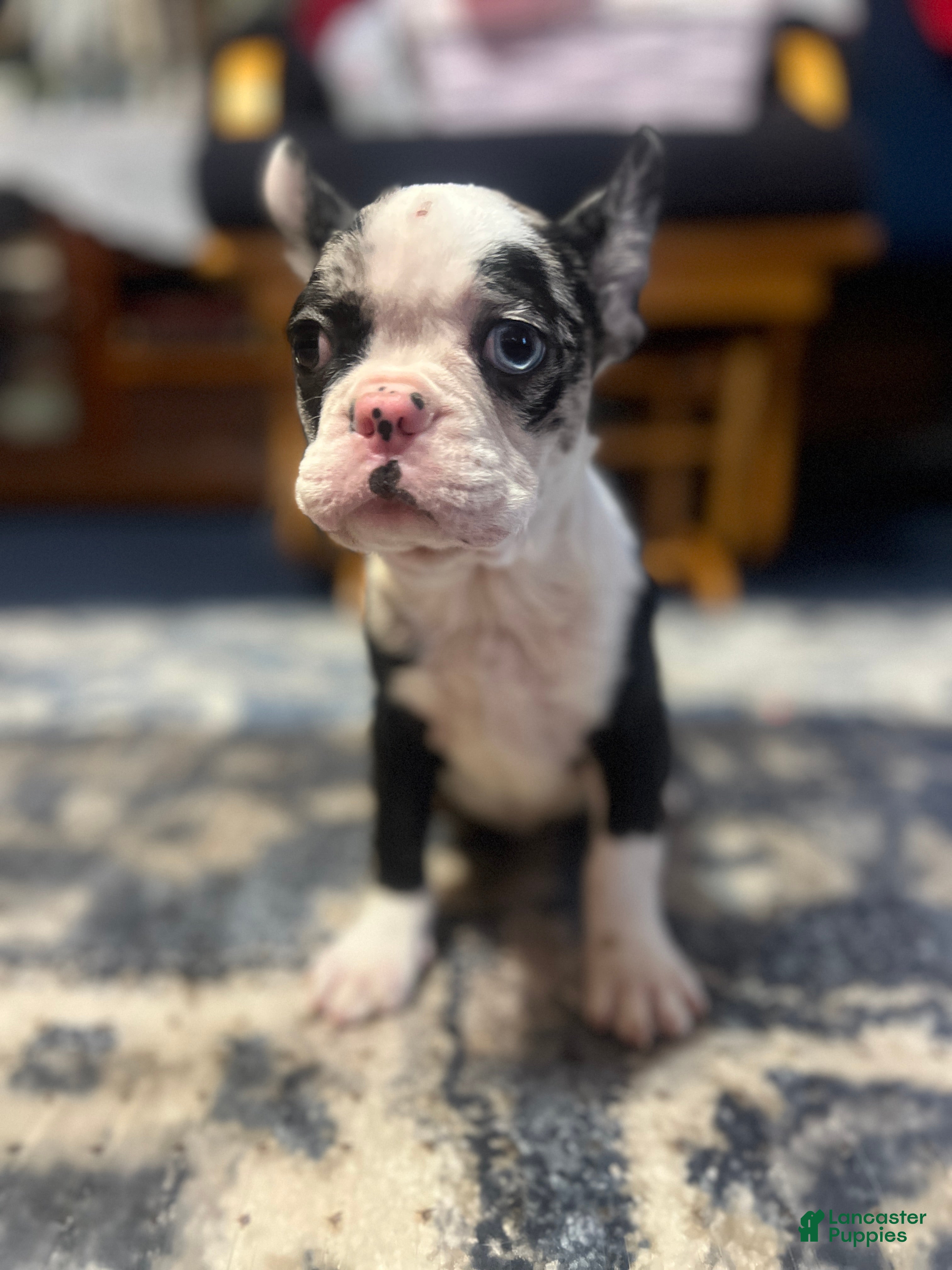 Mixed Breed dogs Honey - Ad 27