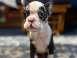 Mixed Breed dogs Honey - Ad 29