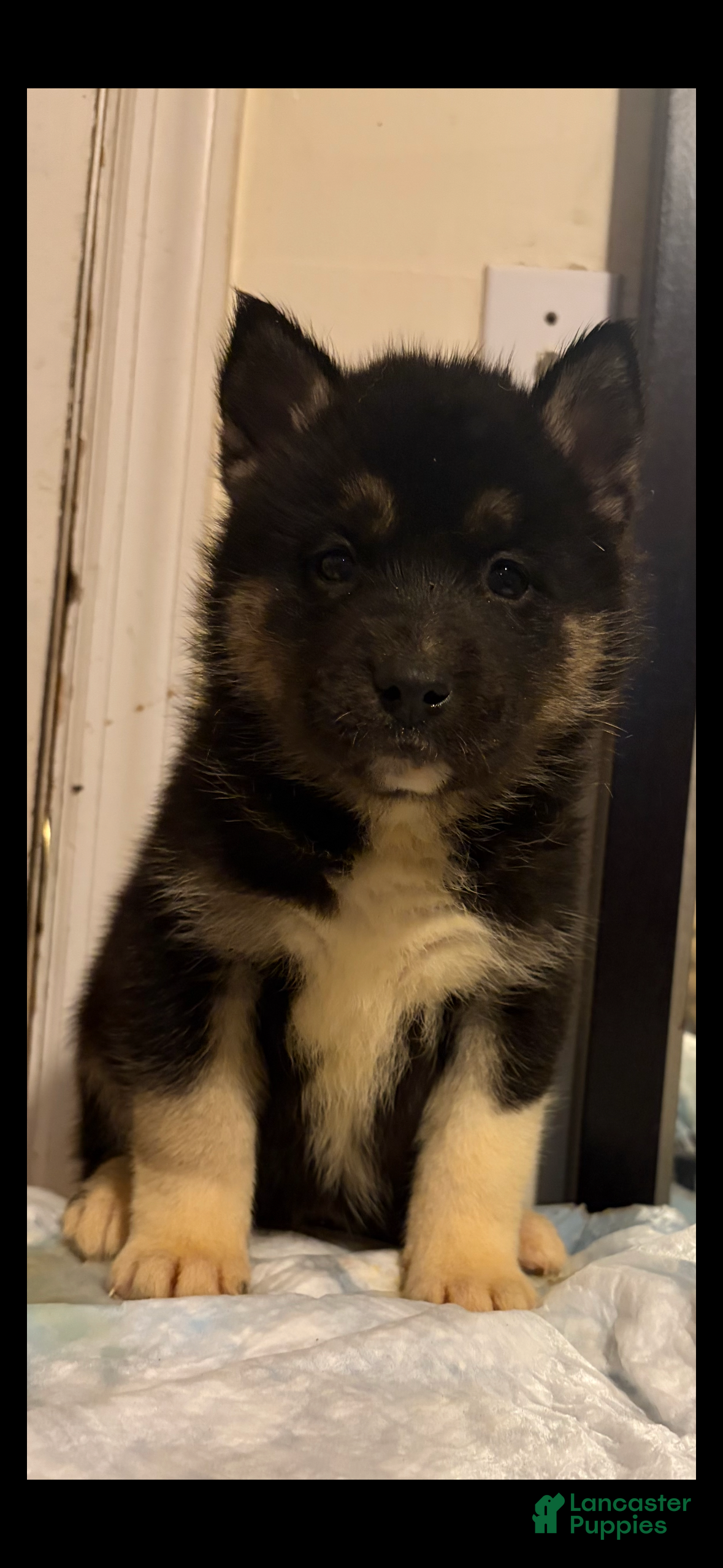 Mixed Breed dogs scout - Ad 2