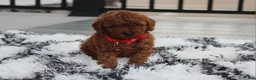 Toy Poodle dogs for sale: Kali - Ad 19