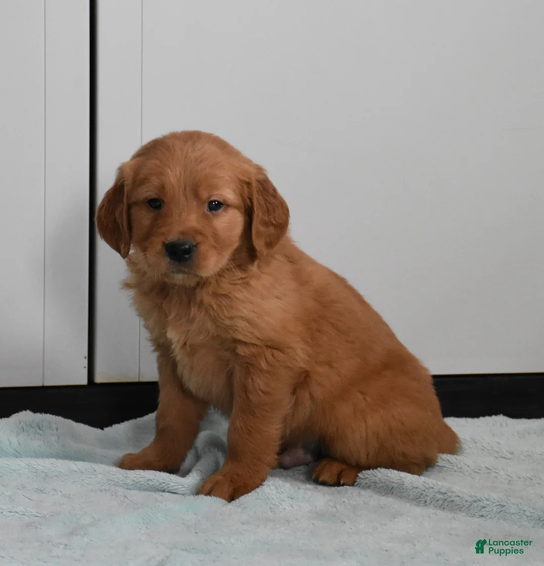 Golden Retriever dogs for sale: Dallas Genetic/OFA - Ad 7