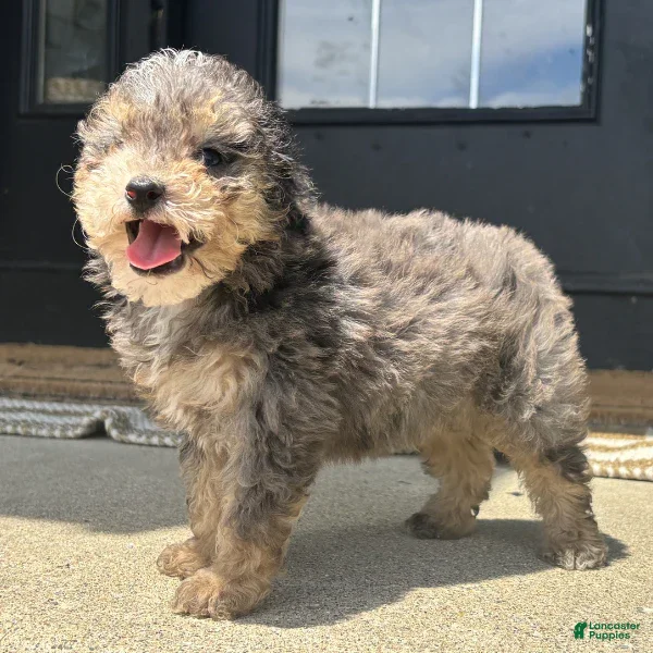Mini Bernedoodle dogs Cheddar - Ad 41
