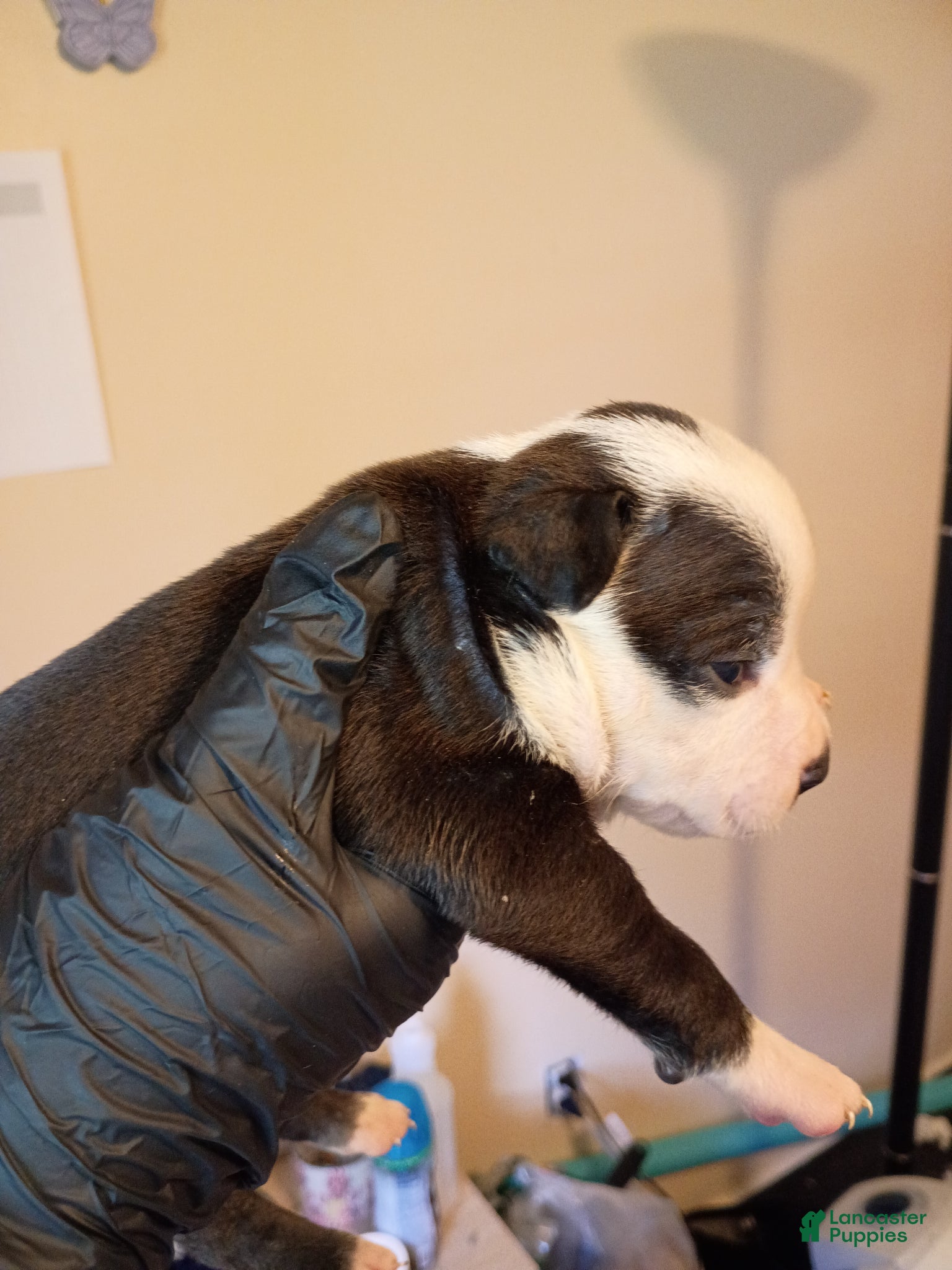 Mixed Breed dogs Mixed Breed Puppy 7 - Ad 20
