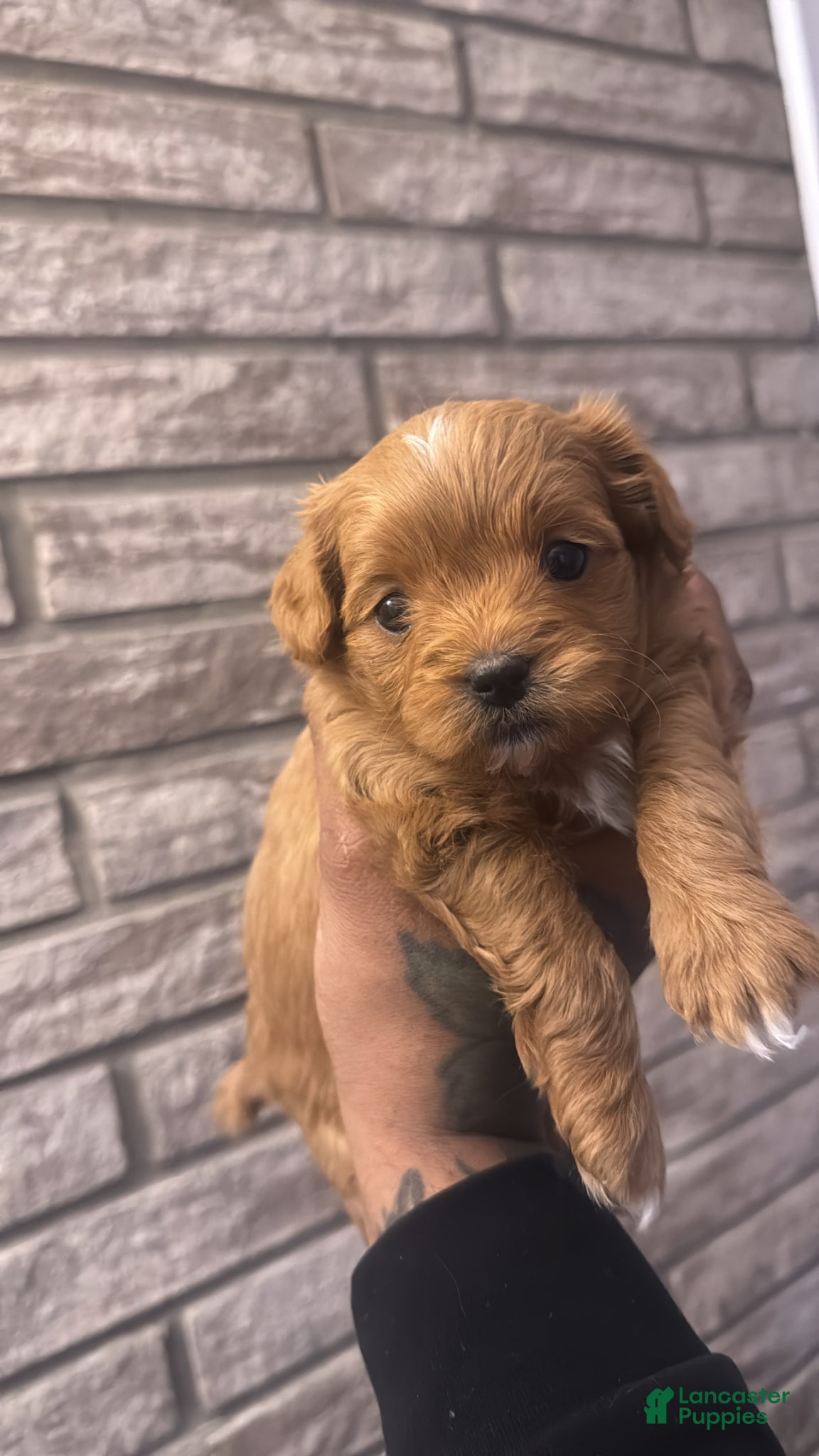 Cavapoo dogs Cavapoo Puppy 3 - Ad 18