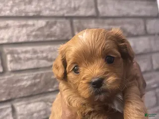 Cavapoo dogs Cavapoo Puppy 3 - Ad 18