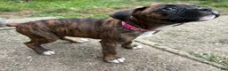 Boxer dogs for sale: Pink - Ad 8