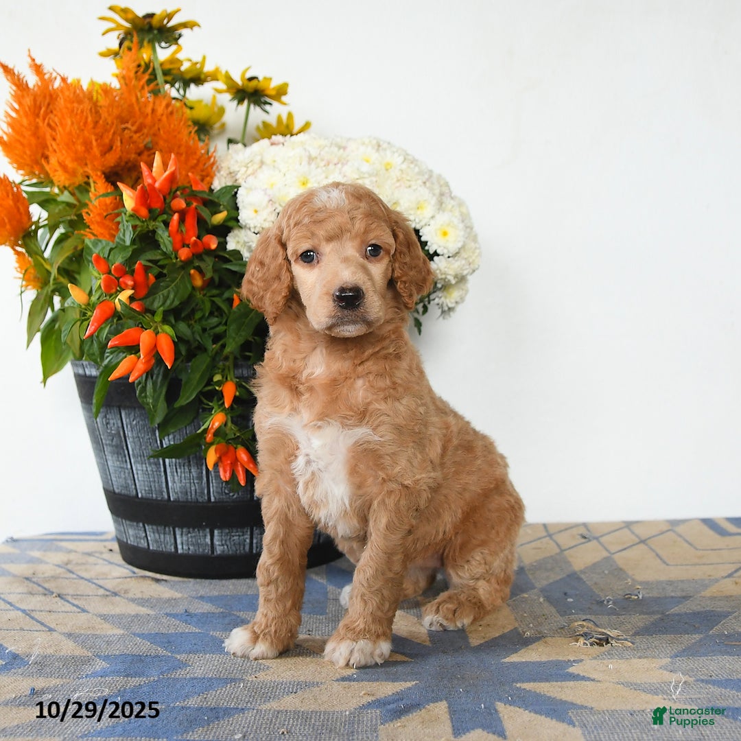 Standard Poodle dogs for sale: Tulip - Ad 4