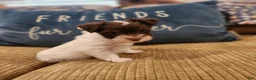 Yorkshire Terrier dogs for sale: Yorkshire Terrier boy chocolate parti - Ad 5