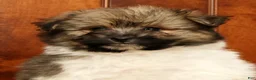 Pomapoo dogs for sale: Gabby - Ad 9