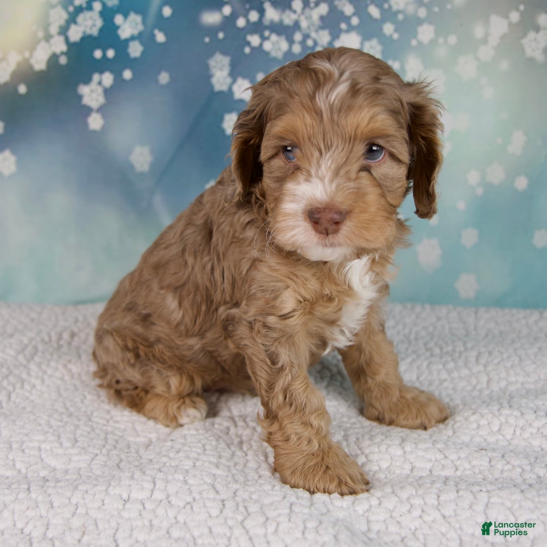 Cockapoo dogs for sale: Cash - Ad 5