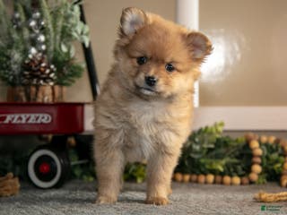 Pomeranian dogs Stephanie - Ad 7