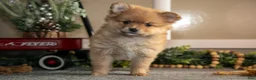 Pomeranian dogs for sale: Stephanie - Ad 1