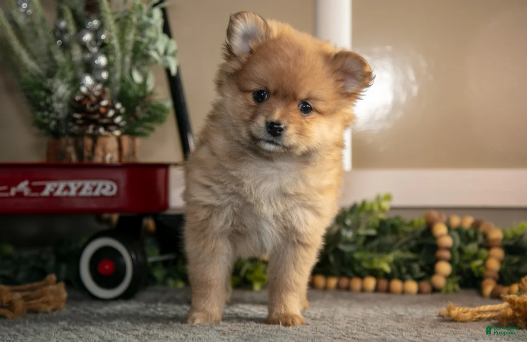 Pomeranian dogs for sale: Stephanie - Ad 1