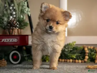 Pomeranian dogs Stephanie - Ad 25