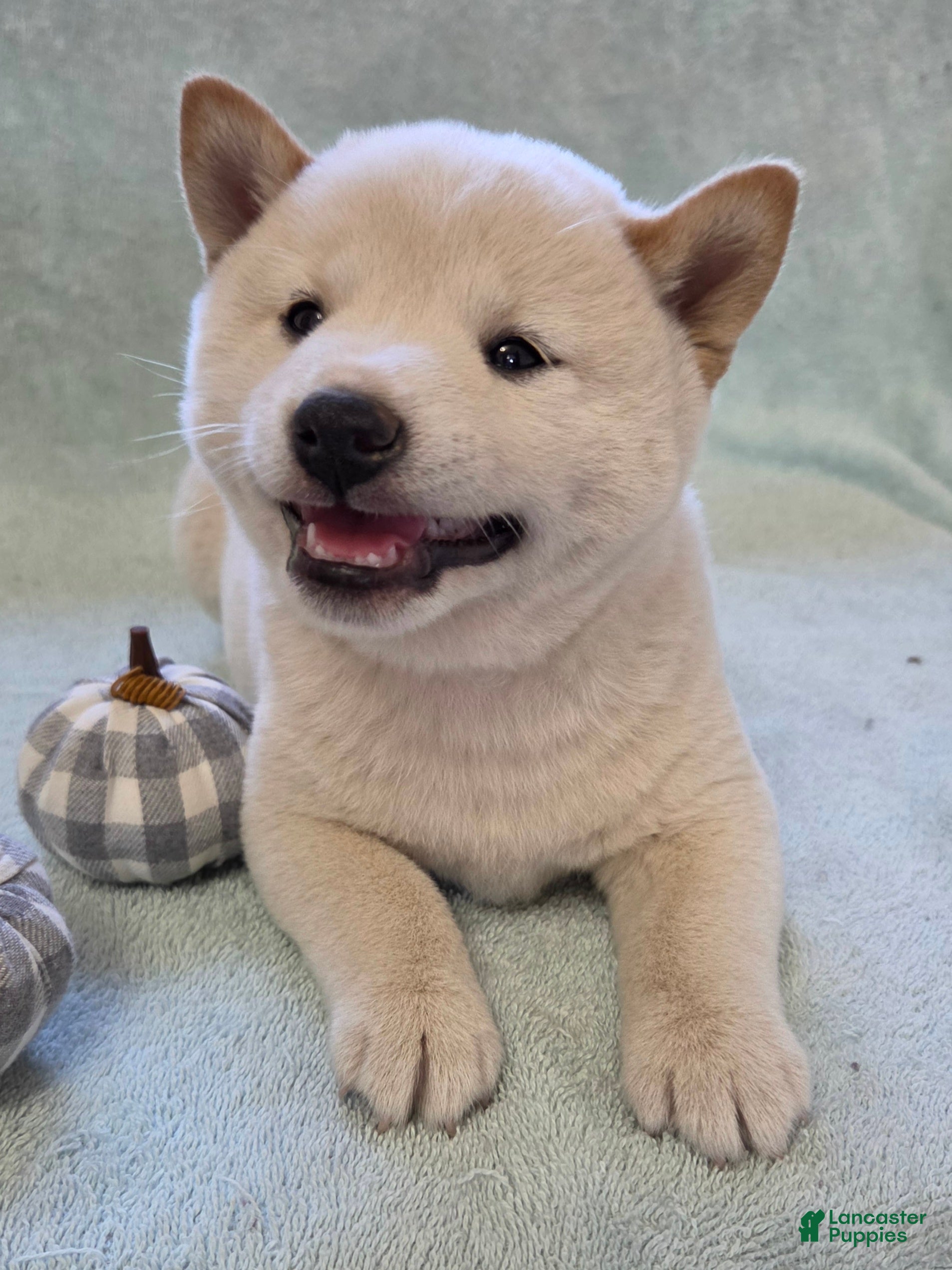 Shiba Inu dogs for sale: Pumpkin - Ad 1