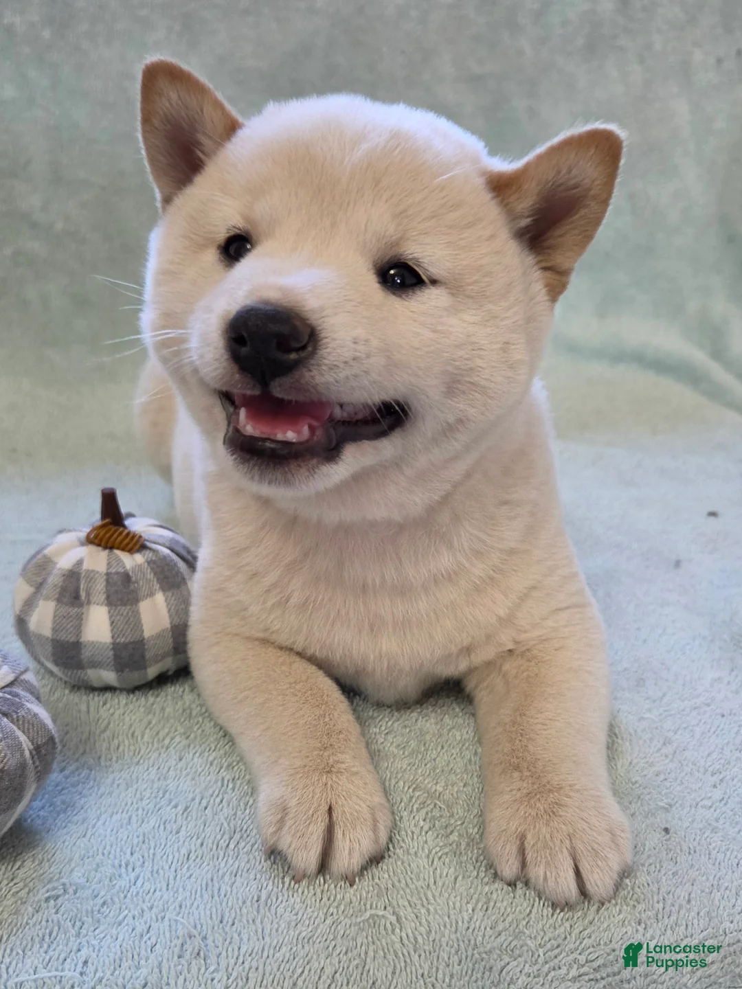 Shiba Inu dogs for sale: Pumpkin - Ad 1