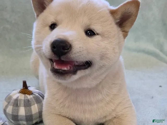Shiba Inu dogs for sale: Pumpkin - Ad 1