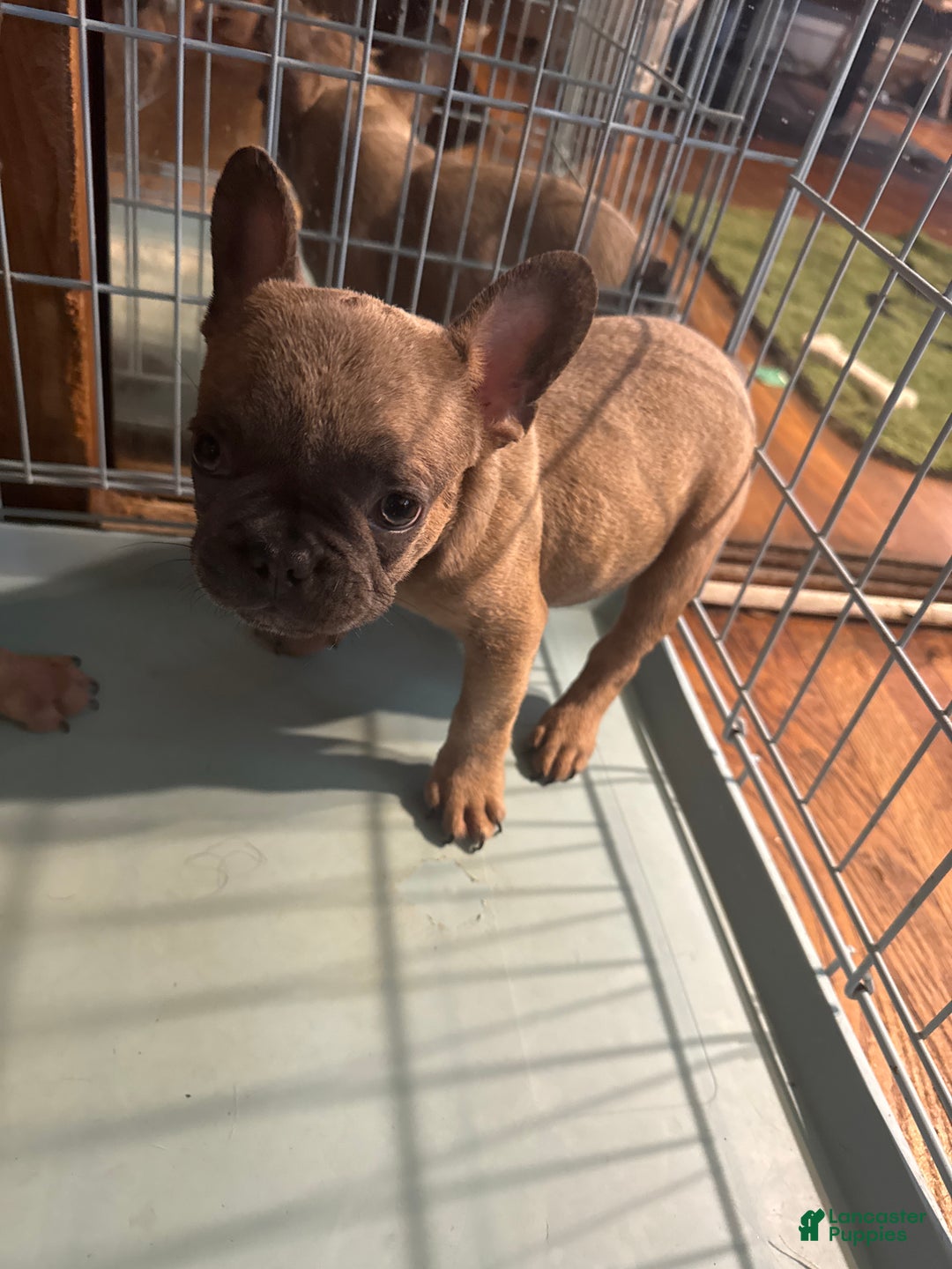French Bulldog dogs for sale: Dexter - Ad 1