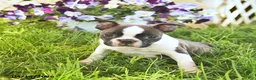 Boston Terrier dogs for sale: Bailey  - Ad 3