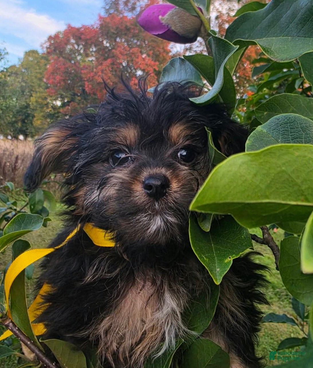 Bosun (Yorkiepoo, Female) in Clare, MI