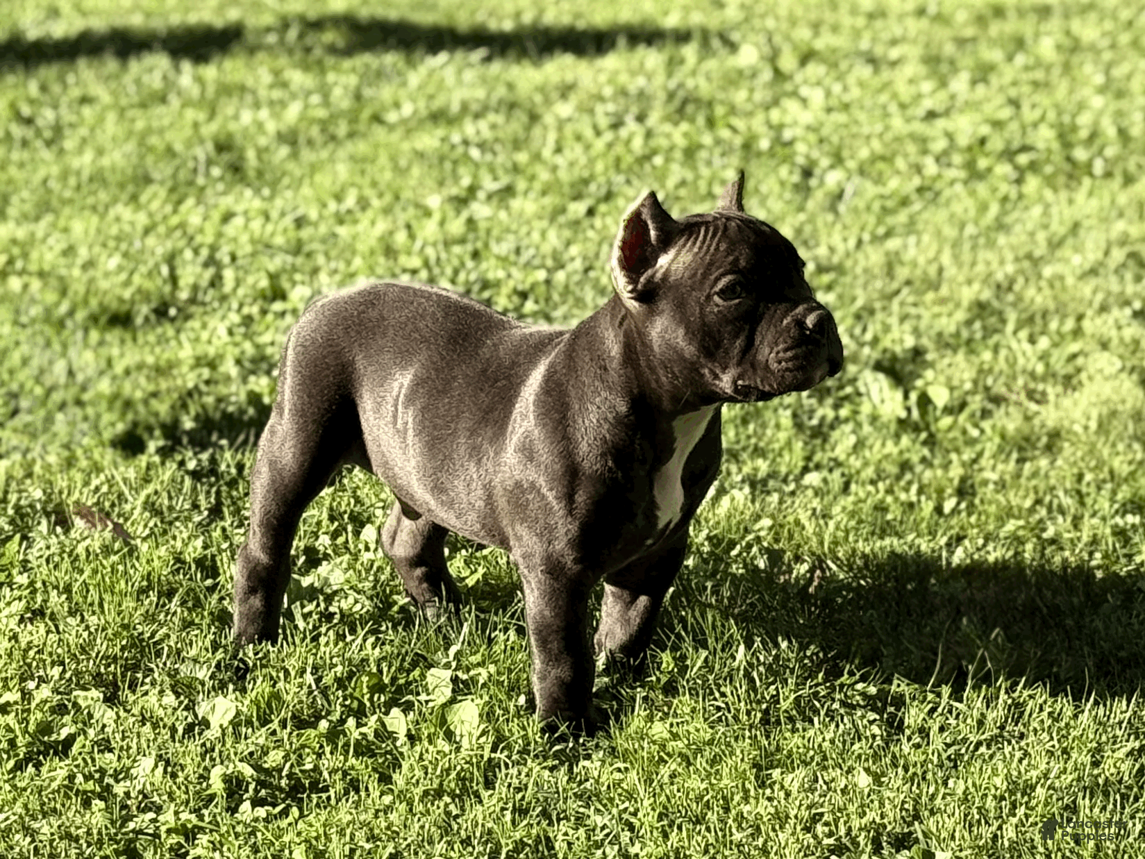 American Bully dogs Creed  - Ad 34
