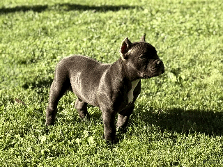American Bully dogs Creed - Ad 31