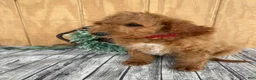 Mini Goldendoodle dogs for sale: Ace - Ad 7