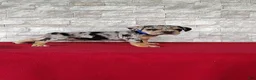 Beabull dogs for sale: Royal - Ad 6