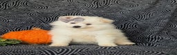 Pomeranian dogs for sale: Pipa - Ad 3